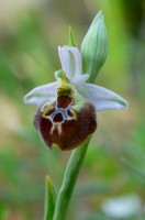 /album/le-ophrys-del-gargano/a18-aprile-2013-046-filtered-jpg/